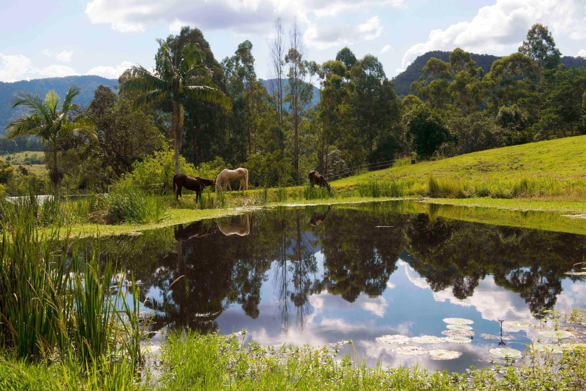 Nimbin Waterfall Retreat Eksteriør bilde
